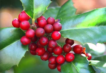 Image of Holly & Berries